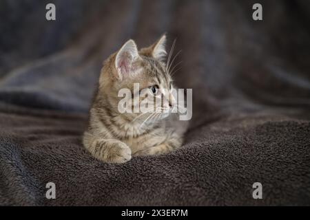 Kitten 3 months resting in its home Stock Photo