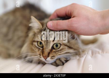 Caressing her domestic cat Stock Photo