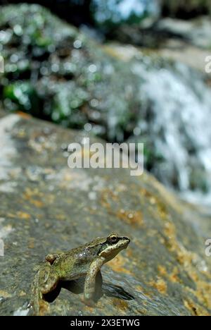 Pyrenean frog (Rana pyrenaica) in Zuriza, Huesca, Spain Stock Photo