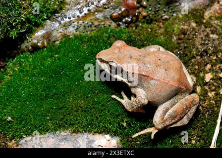 Pyrenean frog (Rana pyrenaica) in Baldragas area, Tachera, Zuriza, Huesca, Spain Stock Photo