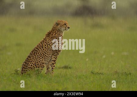 A female cheetah sits in profile on short grass in heavy rain. She has a beige coat with black spots and black tear marks on her face. Shot with a Son Stock Photo