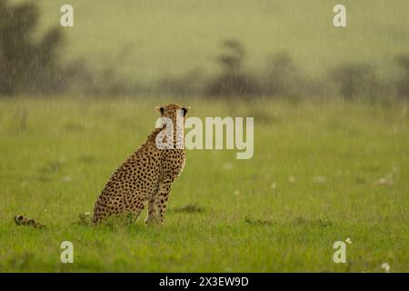 A female cheetah sits in profile on short grass in heavy rain, turning away from the camera towards a line of bushes. She has a beige coat with black Stock Photo