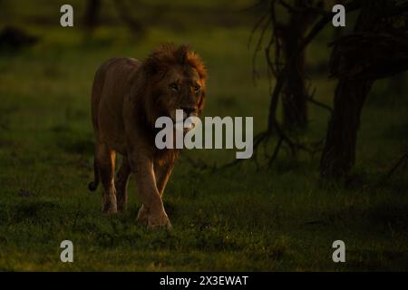 A male lion walks past bushes at sunrise. Lit by the rays of the rising sun, he has a tawny coat with a darker brown mane and a catchlight in his eye. Stock Photo