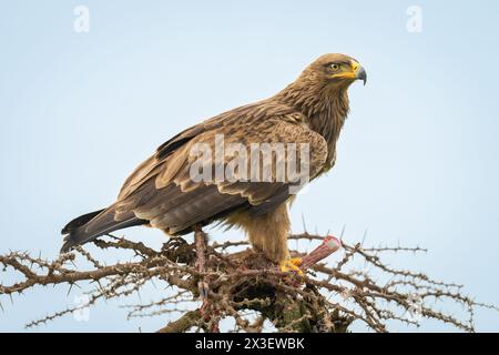 Steppe eagle guards kill on whistling thorn Stock Photo - Alamy