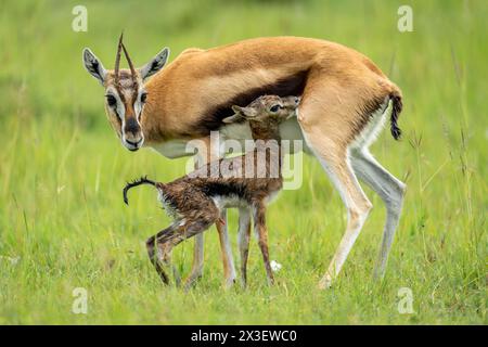 A female Thomson's gazelle stands beside her newborn calf in short grass. She has short horns with a dark and light brown back and a white underbelly Stock Photo