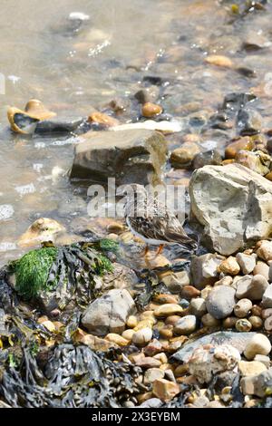 Turnstone seen here along the strand line searching for sand hoppers and other crustaceans. Stock Photo