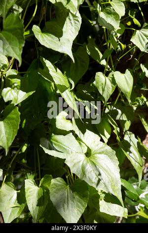 Mikania micrantha is a tropical plant, Known as bitter vine, Climbing hemp vine or American rope. called mile-a-minute vine. Asteraceae, climbing hemp Stock Photo