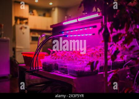 Array of plant seedlings flourish under the glow of LED grow lights in a cozy indoor setting, blending technology with urban gardening. Home cultivation of tomato and pepper seedlings in plastic containers. Stock Photo