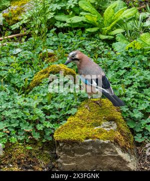 Eurasian Jay (Garrulus glandarius), looks for bushes for the nest Stock Photo