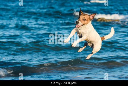 Happy family pet dog playing and jumping on beach on hot summer day Stock Photo