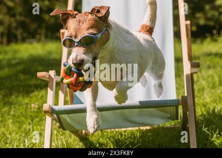 Dog wearing sunglasses leaps forward from sunbed holding toy ball in mouth on summer day Stock Photo