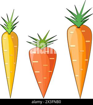 Carrots different types of vegetables vector illustration Stock Vector