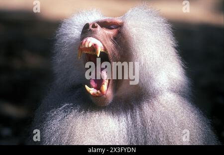 male Hamadryas baboon (Papio hamadryas) baring teeth Stock Photo