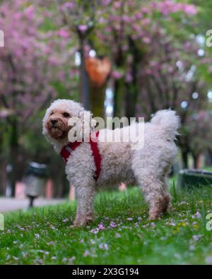 White dog in nature with his collar Stock Photo