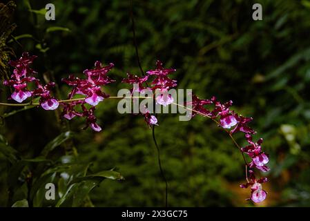 Hilo Botanical garden in Big Island, Hawaii. Stock Photo