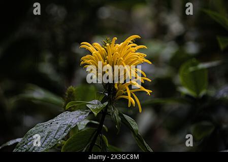 Hilo Botanical garden in Big Island, Hawaii. Stock Photo