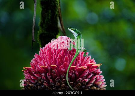 A green lizard on a red flower. Stock Photo