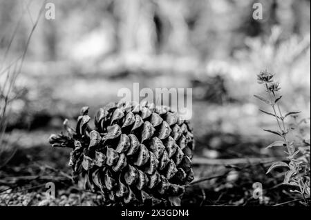 Jeffrey Pinecone laying on the forest floor with pine needles.  Stock Photo