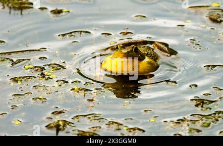 An American bullfrog hides in the shallows of a northern Wisconsin lake.  Taken in Washburn County, Wisconsin Stock Photo