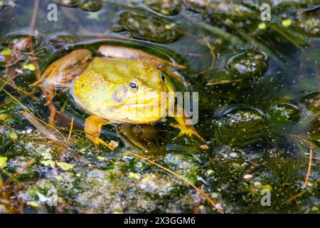 An American bullfrog hides in the shallows of a northern Wisconsin lake.  Taken in Washburn County, Wisconsin Stock Photo