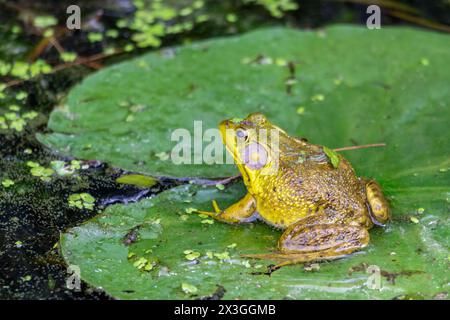 An American bullfrog hides in the shallows of a northern Wisconsin lake.  Taken in Washburn County, Wisconsin Stock Photo