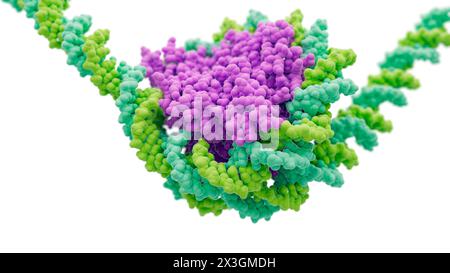Illustration showing a nucleosome consisting of histone proteins (purple) and DNA (deoxyribonucleic acid, mint green and yellow-green). Stock Photo