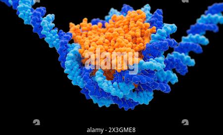 Illustration showing a nucleosome consisting of histone proteins (orange) and DNA (deoxyribonucleic acid, light and dark blue). Stock Photo