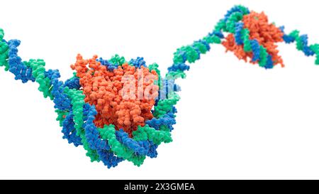 Artwork showing nucleosomes consisting of histone proteins (orange) and DNA (deoxyribonucleic acid, green and blue). Stock Photo