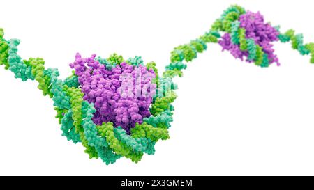 Artwork showing nucleosomes consisting of histone proteins (purple) and DNA (deoxyribonucleic acid, mint green and yellow-green). Stock Photo