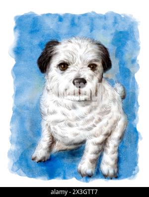 Portrait of white shih tzu pomeranian dog mix breed. Watercolor painting. Cute pets animals concept. Stock Photo