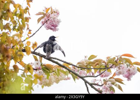 A common starling (Sturnus vulgaris) on a flowering cherry branch against a white sky, courtship behaviour, Hesse, Germany Stock Photo