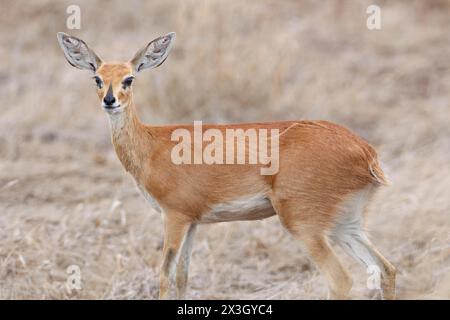 Steenbok (Raphicerus campestris), adult female standing alert, looking at camera, animal portrait, Kruger National Park, South Africa, Africa Stock Photo