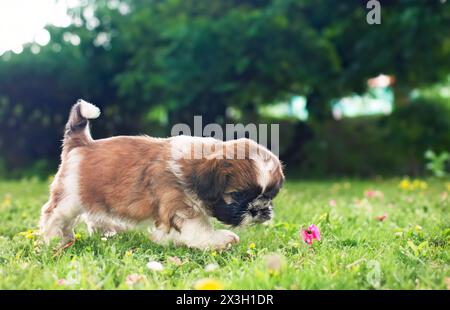 puppy shih tzu in front of white background Stock Photo