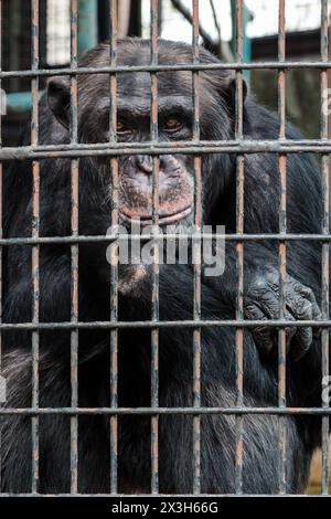 A sad looking chimpanzee behind metal bars in its small enclosure at Nogeyama Zoo. Yokohama, Kanagawa, Japan. Stock Photo