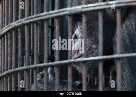 A sad looking chimpanzee behind metal bars in its small enclosure at Nogeyama Zoo. Yokohama, Kanagawa, Japan. Stock Photo