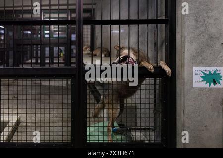 Grey wolves in the sleeping section of their enclosure at Tama Zoo, Hino City, Tokyo, Japan. Stock Photo