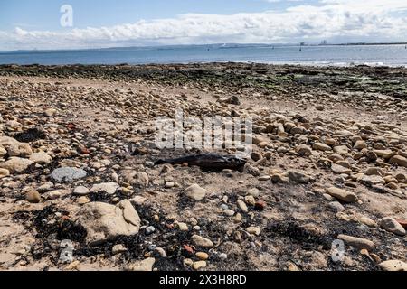 The beach at the Headland,Old Hartlepool,England,UK showing a dead porpoise which appears to have been washed up on the beach Stock Photo