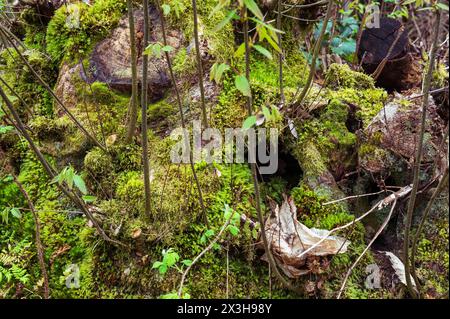 Old sweet chestnut tree stump in an English coppice near Herstmonceux. Castanea sativa, with hollows in which mice & perhaps, magical folk might live Stock Photo