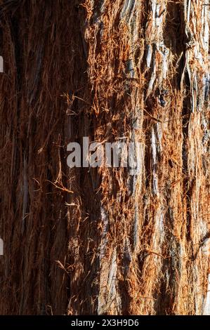 Rough and hairy tree bark on an old pine tree in golden sunlight Stock ...