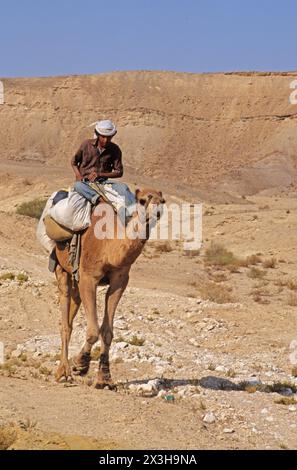 Bedouin man rides a camel in the Judean desert Stock Photo