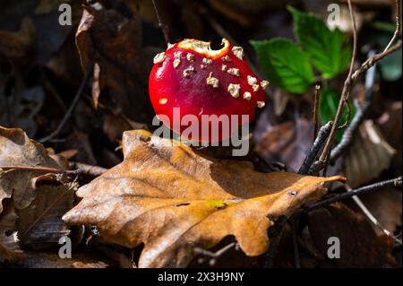 Fly Agaric in the New Forest, England, Amanita muscaria, with an oak leaf on the foreground Stock Photo