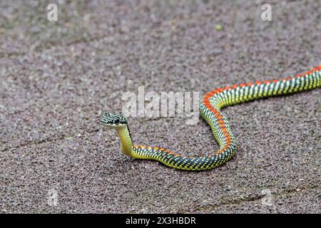 paradise flying snake or paradise tree snake, Chrysopelea paradisi, single adult on boardwalk, Sungei Buloh, Singpore Stock Photo