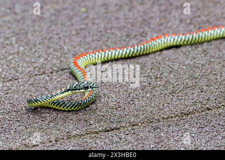 paradise flying snake or paradise tree snake, Chrysopelea paradisi, single adult on boardwalk, Sungei Buloh, Singpore Stock Photo