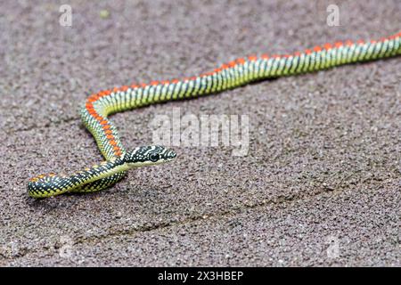 paradise flying snake or paradise tree snake, Chrysopelea paradisi, single adult on boardwalk, Sungei Buloh, Singpore Stock Photo