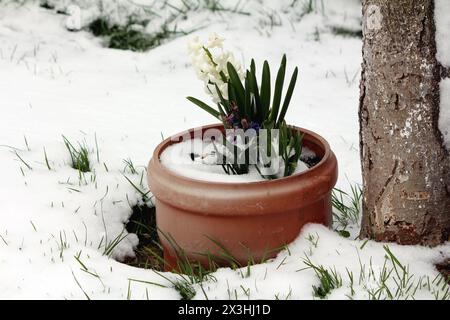 Snow covered Hyacinths or Hyacinthus bulbous spring blooming perennial herbs flowering plants with white and blue flower clusters borne along Stock Photo