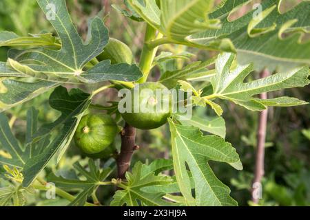 Unripe figs growing on tree in garden closeup Stock Photo