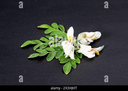 flower and young leaves of Fresh green medicinal Pods of Moringa oleifera, horseradish, drumstick tree Isolated on a black background. it has great me Stock Photo