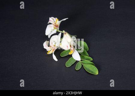 flower and young leaves of Fresh green medicinal Pods of Moringa oleifera, horseradish, drumstick tree Isolated on a black background. it has great me Stock Photo