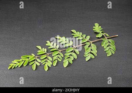 young leaves of Fresh green medicinal Pods of Moringa oleifera, horseradish, drumstick tree Isolated on a black background. it has great medicinal pro Stock Photo