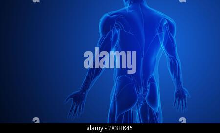 Triceps Muscle Pain with blue background Stock Photo